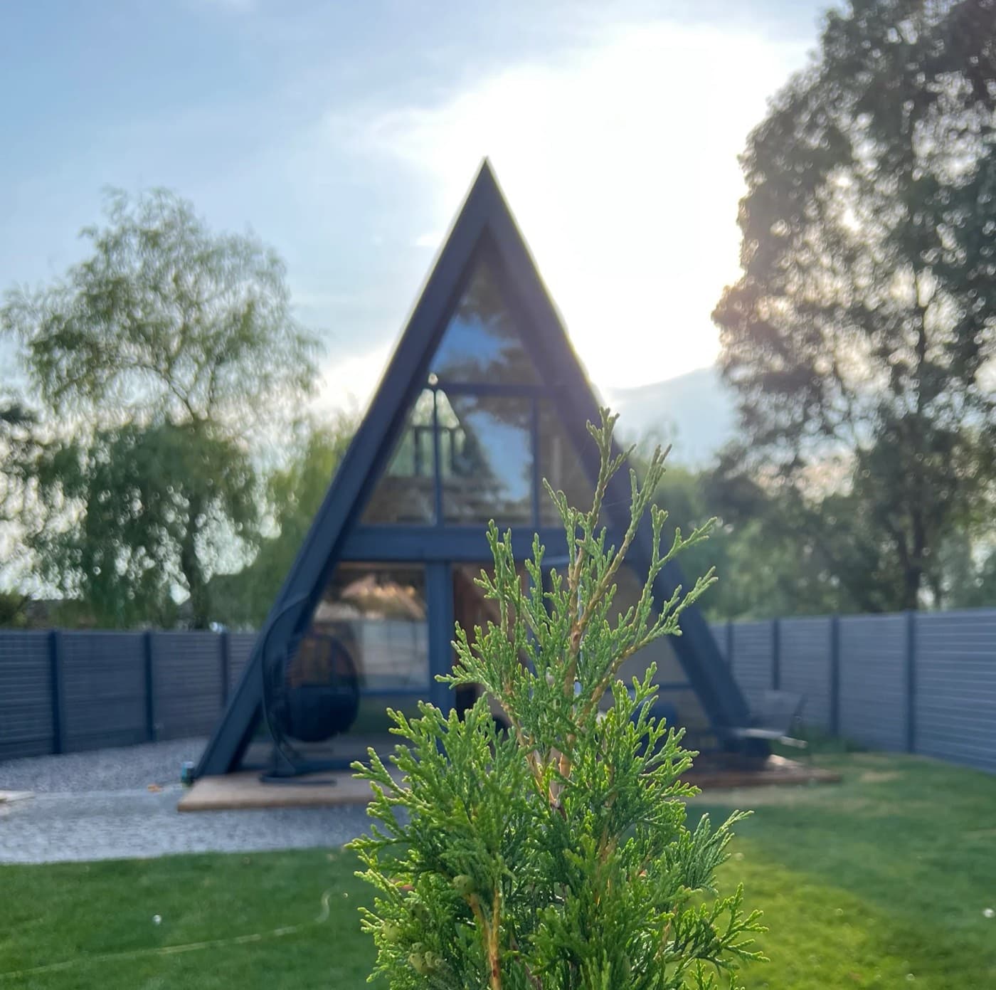 Cedrus